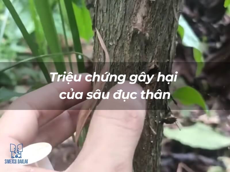 sau-benh-hai-ca-phe-14 Tay người kiểm tra thân cây bị sâu đục thân gây hại trong môi trường tự nhiên.