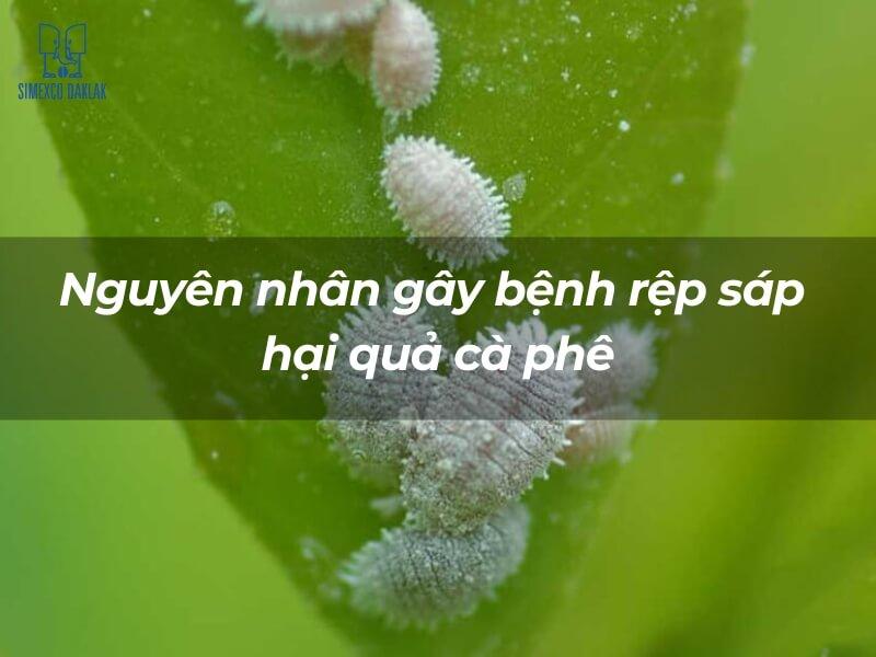 H&igrave;nh ảnh cận cảnh của rệp s&aacute;p m&agrave;u trắng b&aacute;m tr&ecirc;n l&aacute; c&acirc;y xanh, c&oacute; chữ ch&uacute; th&iacute;ch ph&iacute;a tr&ecirc;n.