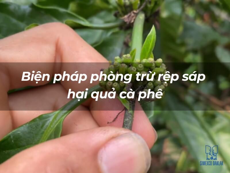 Hai tay đang kiểm tra c&agrave;nh c&acirc;y với nhiều nụ nhỏ, c&oacute; chữ tr&ecirc;n ảnh về biện ph&aacute;p ph&ograve;ng trừ s&acirc;u hại.