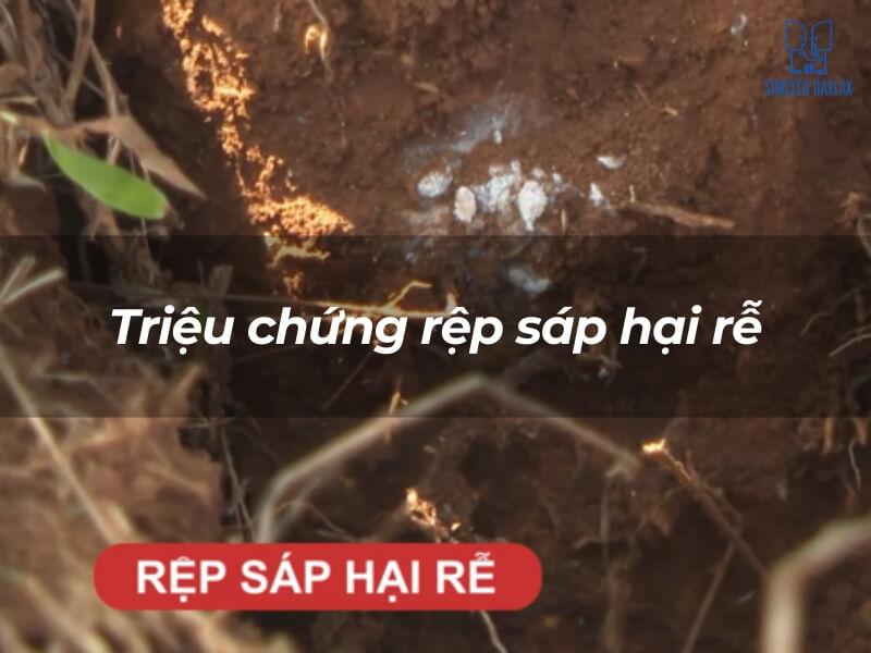 H&igrave;nh ảnh đất với rệp s&aacute;p, c&oacute; chữ "Triệu chứng rệp s&aacute;p hại rễ" v&agrave; "RỆP S&Aacute;P HẠI RỄ" tr&ecirc;n nền đỏ.