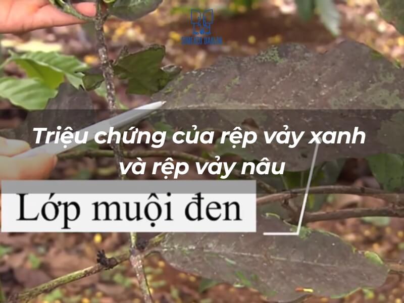 L&aacute; c&acirc;y bị nhiễm rệp vảy, c&oacute; lớp muội đen, với tay người cầm dao chỉ v&agrave;o.