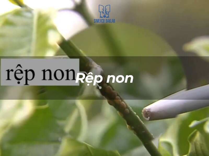 C&agrave;nh c&acirc;y với rệp non b&aacute;m tr&ecirc;n, nền l&agrave; l&aacute; c&acirc;y xanh mướt, c&oacute; chữ "Rệp non" ở giữa h&igrave;nh ảnh.