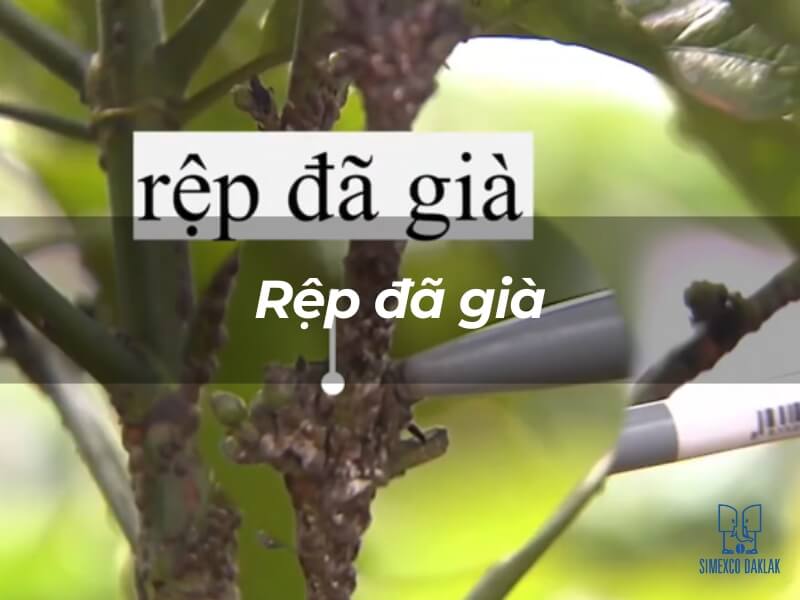 Cận cảnh một nh&aacute;nh c&acirc;y với d&ograve;ng chữ "Rệp đ&atilde; gi&agrave;" v&agrave; một vật chỉ tay v&agrave;o nh&aacute;nh.