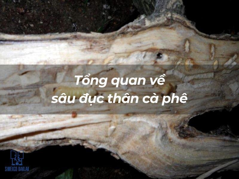 sau duc than ca phe 1 1