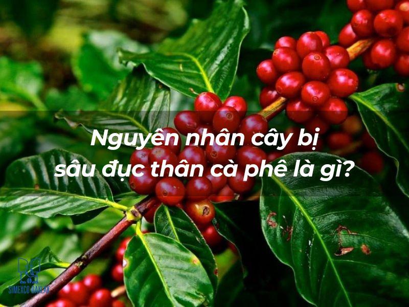 C&agrave;nh c&acirc;y c&agrave; ph&ecirc; với quả ch&iacute;n đỏ v&agrave; l&aacute; xanh tươi, k&egrave;m d&ograve;ng chữ về nguy&ecirc;n nh&acirc;n s&acirc;u đục th&acirc;n.