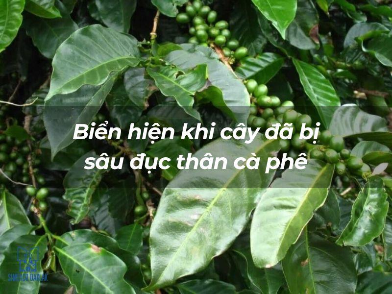 L&aacute; c&agrave; ph&ecirc; xanh tươi với quả c&agrave; ph&ecirc; non, c&oacute; chữ viết m&agrave;u trắng tr&ecirc;n ảnh.