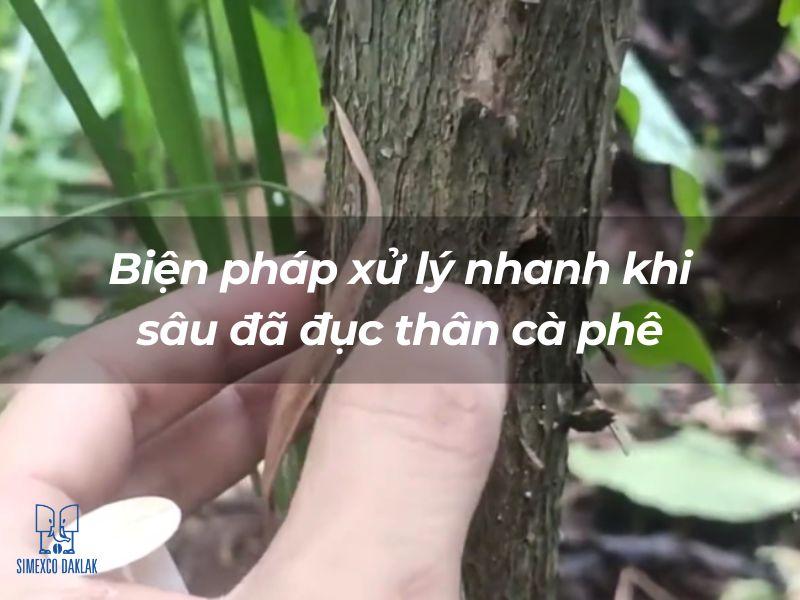 Người đang kiểm tra th&acirc;n c&acirc;y c&agrave; ph&ecirc;, c&oacute; d&ograve;ng chữ về biện ph&aacute;p xử l&yacute; s&acirc;u bệnh tr&ecirc;n ảnh.