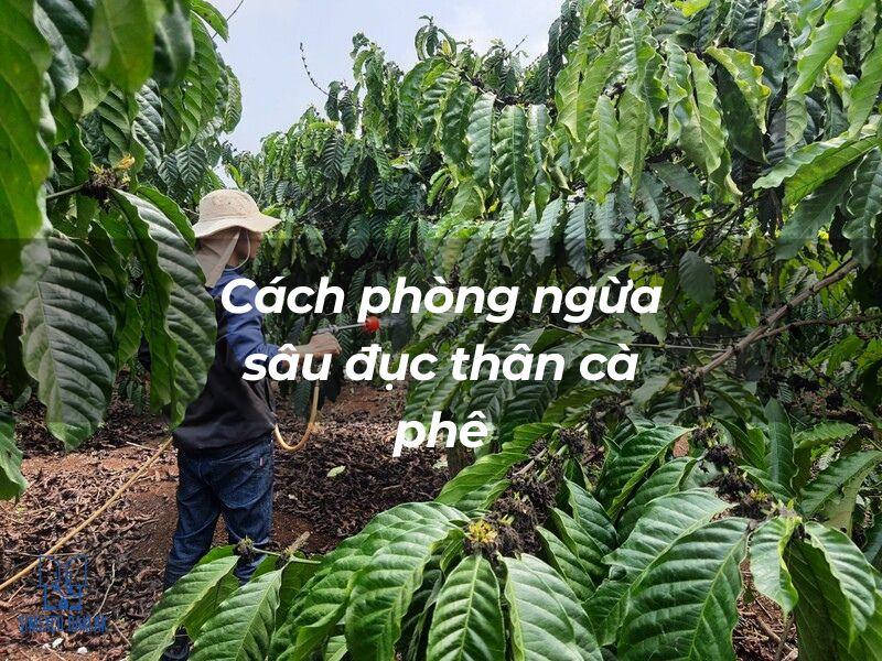Người l&agrave;m vườn đội mũ đang phun thuốc bảo vệ thực vật trong vườn c&acirc;y c&agrave; ph&ecirc; xanh tươi.