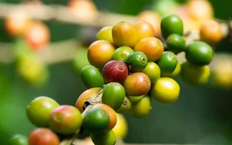 so sanh ca phe tr4 va tr9 1 1