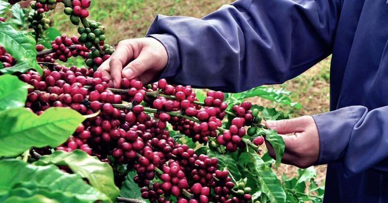 Người h&aacute;i c&agrave; ph&ecirc; từ c&agrave;nh c&acirc;y, với những quả ch&iacute;n mọng đỏ, trong một vườn c&agrave; ph&ecirc; xanh tươi.