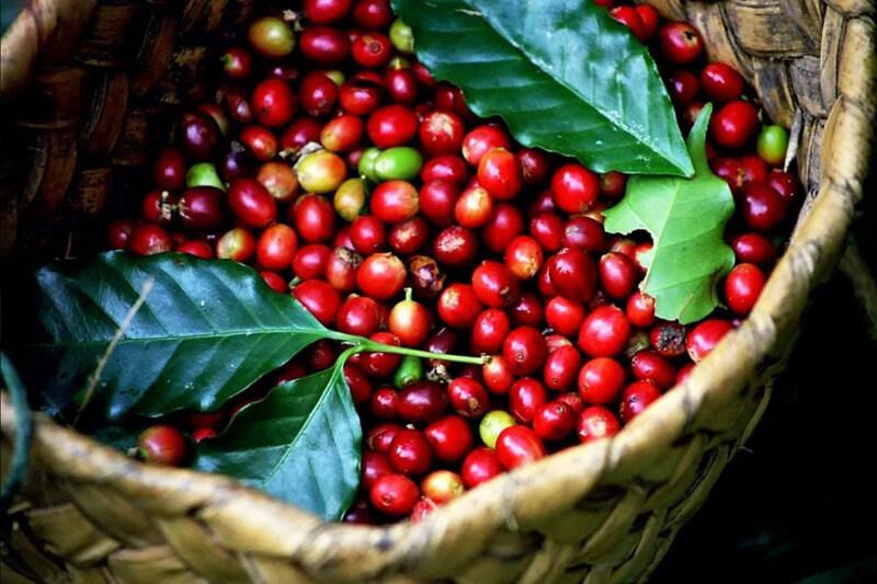 so-sanh-ca-phe-tr4-va-tr9-4 Giỏ đựng đầy quả cà phê chín đỏ và vài lá xanh tươi, tạo nên hình ảnh màu sắc tươi sáng.