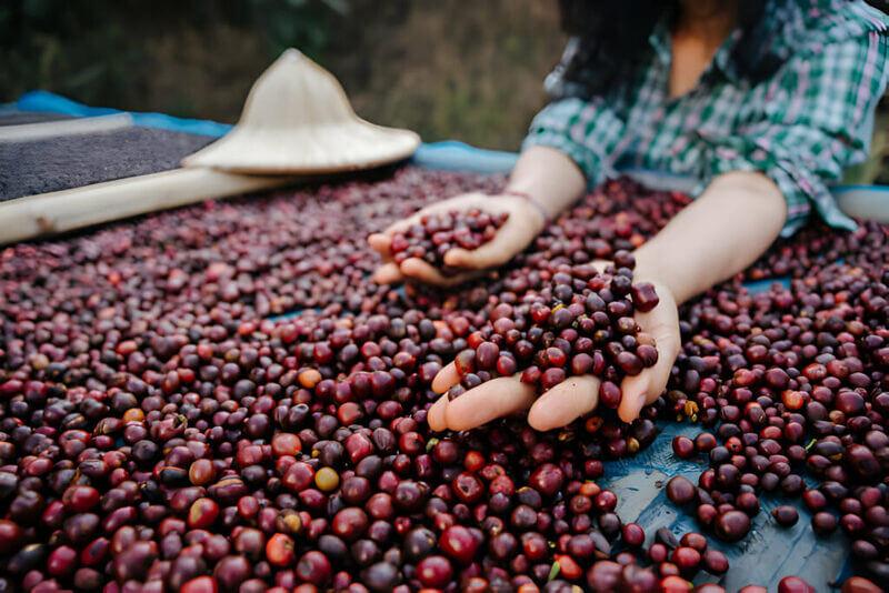 so-sanh-ca-phe-tr4-va-tr9-5 Người cầm trái cà phê đỏ trên tay, trải rộng ra trên bề mặt xanh, có nón lá ở phía sau.