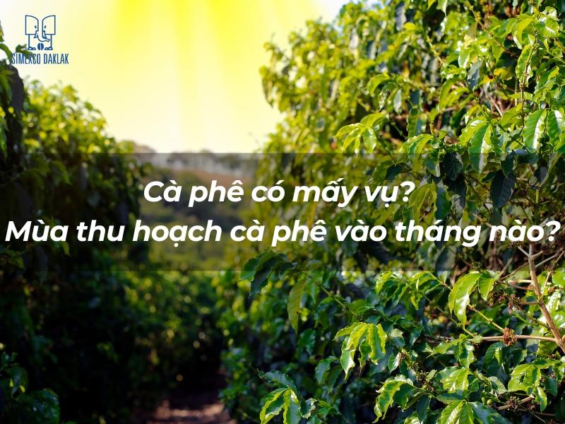 Vườn c&agrave; ph&ecirc; xanh tươi dưới &aacute;nh mặt trời, với d&ograve;ng chữ hỏi về m&ugrave;a thu hoạch c&agrave; ph&ecirc; v&agrave; số vụ m&ugrave;a.