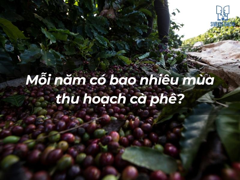 Hạt c&agrave; ph&ecirc; ch&iacute;n đỏ nằm dưới t&aacute;n l&aacute; xanh, k&egrave;m chữ "Mỗi năm c&oacute; bao nhi&ecirc;u m&ugrave;a thu hoạch c&agrave; ph&ecirc;?"