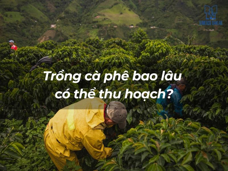 Người mặc &aacute;o v&agrave;ng l&agrave;m việc trong vườn c&agrave; ph&ecirc; xanh tươi, với n&uacute;i non ph&iacute;a xa. Văn bản hỏi về thời gian thu hoạch c&agrave; ph&ecirc;.