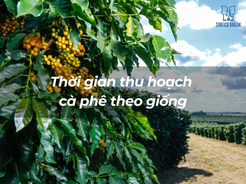 C&acirc;y c&agrave; ph&ecirc; với tr&aacute;i ch&iacute;n v&agrave;ng tươi, ph&iacute;a sau l&agrave; c&aacute;nh đồng c&agrave; ph&ecirc; xanh ng&aacute;t dưới bầu trời trong xanh.