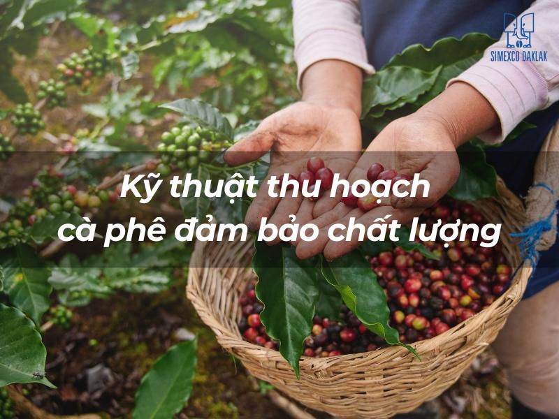 Người đang thu hoạch c&agrave; ph&ecirc; ch&iacute;n v&agrave;o giỏ, với nền l&agrave; c&acirc;y c&agrave; ph&ecirc; v&agrave; l&aacute; xanh tươi.