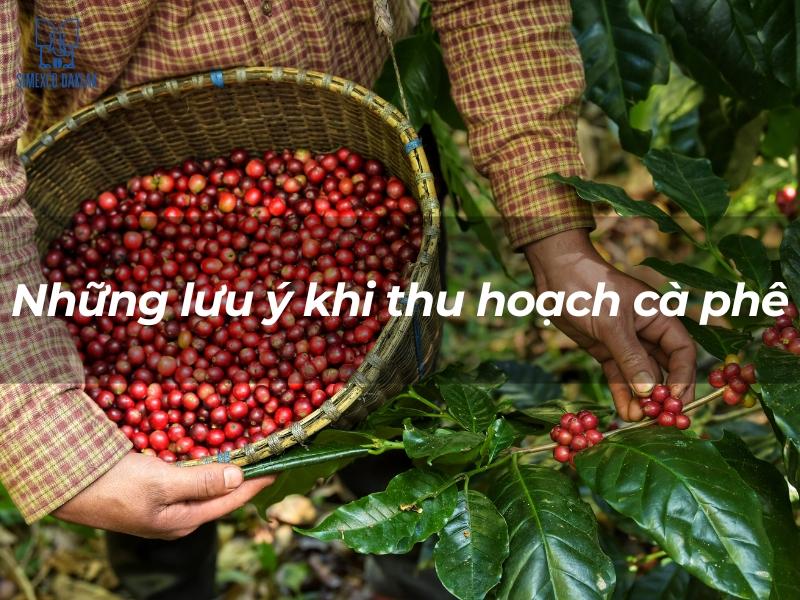 Người đang thu hoạch c&agrave; ph&ecirc;, cầm giỏ đầy tr&aacute;i c&agrave; ph&ecirc; ch&iacute;n đỏ, trong vườn c&acirc;y xanh.