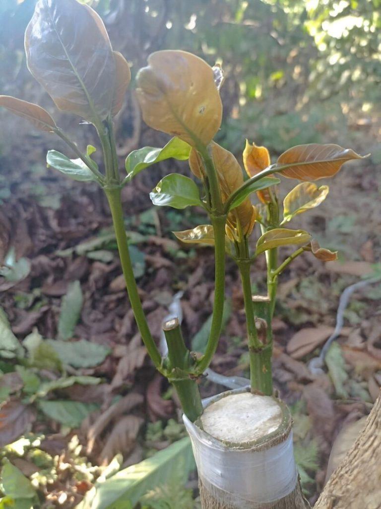 Cây non đang mọc từ gốc ghép, với lá xanh mướt và nâu, trong một khu vườn có ánh sáng mặt trời.