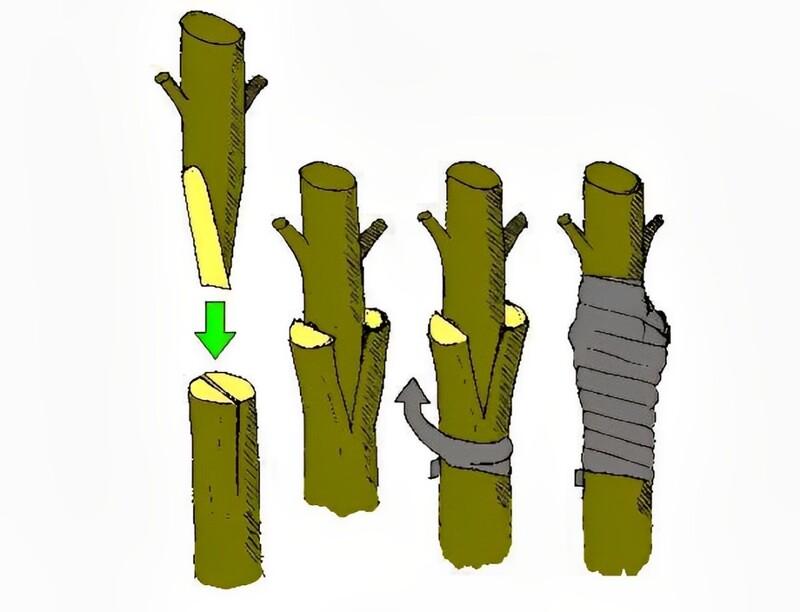 Hình minh họa các bước ghép cành cây, từ chuẩn bị nhánh đến quấn băng cố định.