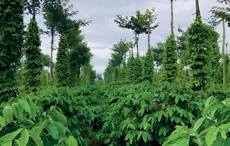 Vườn tiêu xanh tươi với cây tiêu leo quanh các cột thẳng đứng, bầu trời nhiều mây phía trên.