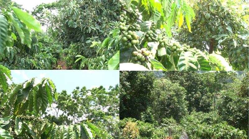 Vườn cà phê xanh tươi với nhiều cây đang ra quả, lá cây chen chúc dưới ánh nắng mặt trời.