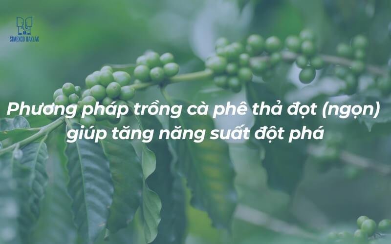 trong ca phe tha dot 1 1