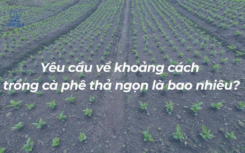 C&aacute;nh đồng c&agrave; ph&ecirc; non với c&aacute;c h&agrave;ng c&acirc;y xanh, c&oacute; d&ograve;ng chữ hỏi về khoảng c&aacute;ch trồng c&agrave; ph&ecirc;.