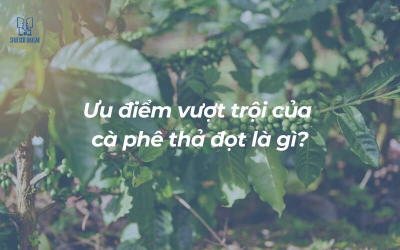 L&aacute; c&acirc;y c&agrave; ph&ecirc; xanh tươi với c&acirc;u hỏi về ưu điểm của c&agrave; ph&ecirc; thả đọt nổi bật tr&ecirc;n nền ảnh.