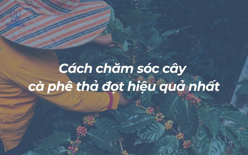 Người mặc &aacute;o v&agrave;ng v&agrave; n&oacute;n đang chăm s&oacute;c c&acirc;y c&agrave; ph&ecirc; với quả ch&iacute;n đỏ.