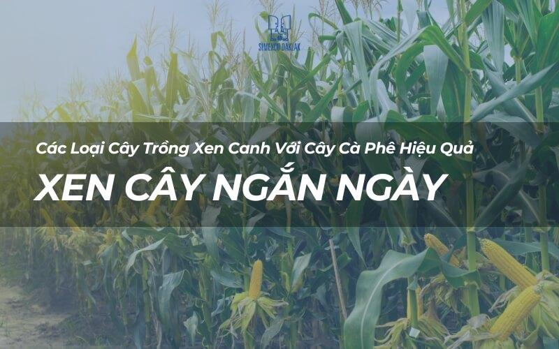 Hình ảnh cánh đồng ngô xanh tươi với tiêu đề về trồng xen canh các loại cây hiệu quả.