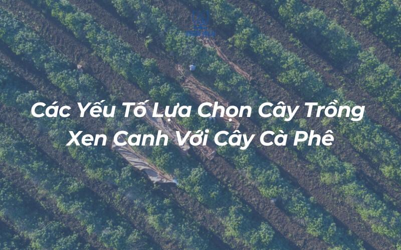 Hình ảnh khu vườn cà phê với hàng cây xanh xen kẽ, cùng dòng chữ về yếu tố trồng xen canh với cà phê.