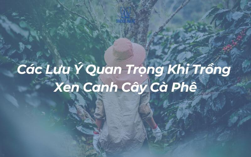 Người đội nón rộng vành đứng giữa vườn cà phê xanh, xung quanh là những cây cà phê đang phát triển.