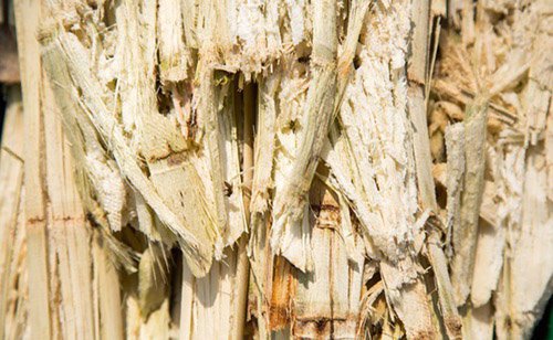 Cận cảnh c&aacute;c sợi v&agrave; mảnh vụn từ c&acirc;y m&iacute;a, với m&agrave;u sắc nhạt v&agrave; kết cấu xơ.