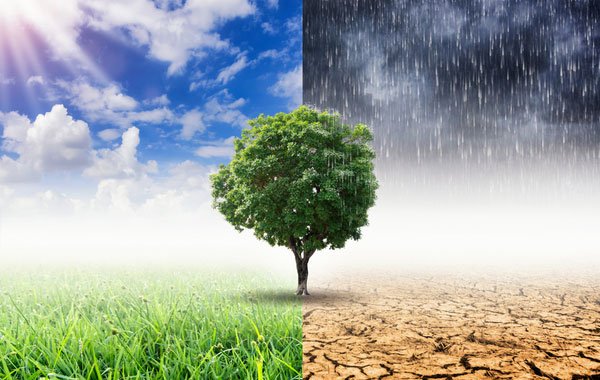 Hình ảnh cây đứng giữa, bên trái là cỏ xanh và nắng, bên phải là đất khô và mưa.