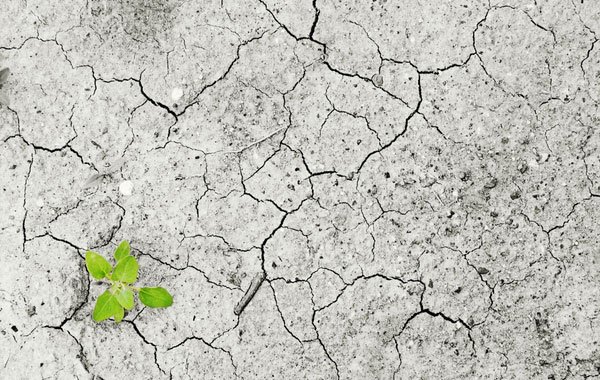 Mặt đất nứt nẻ với một cây nhỏ màu xanh mọc lên từ khe nứt, tượng trưng cho sức sống và sự khắc nghiệt.