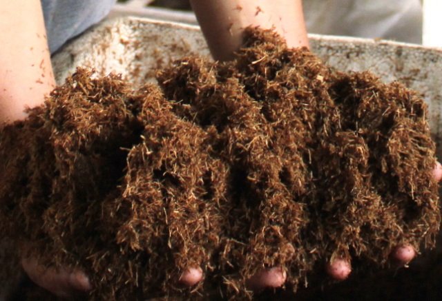 Hai tay đang nắm một lượng lớn sợi xơ m&agrave;u n&acirc;u, c&oacute; thể l&agrave; vật liệu tự nhi&ecirc;n hoặc ph&acirc;n b&oacute;n.