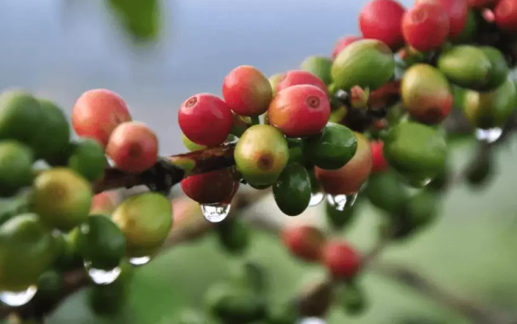 Cành cà phê với trái xanh và đỏ, đọng giọt nước sau mưa, phông nền nhòe màu xanh mát.