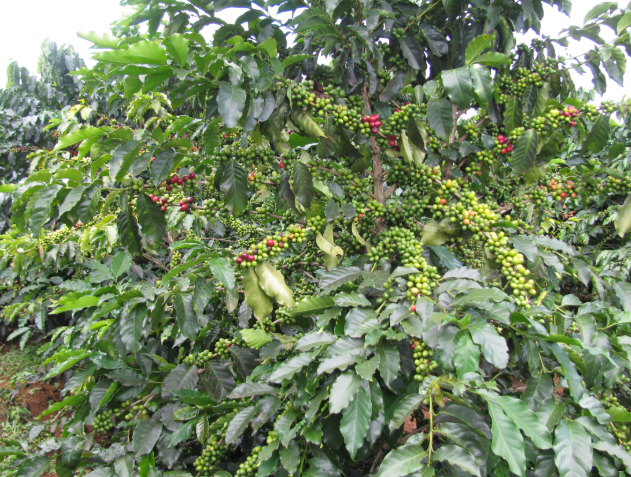 Cây cà phê với nhiều trái xanh và chín, lá xanh tươi trong vườn.