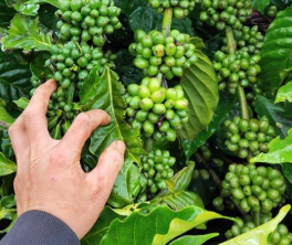 Một bàn tay đang chạm vào nhánh cây cà phê xanh với nhiều quả chưa chín, bao quanh bởi lá xanh tươi.