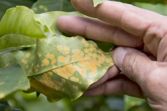 Anh chup man hinh 2025 08 29 220922