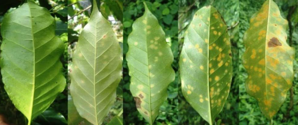 Năm chiếc l&aacute; xanh, mỗi chiếc c&oacute; c&aacute;c đốm m&agrave;u v&agrave;ng v&agrave; n&acirc;u, cho thấy c&aacute;c giai đoạn kh&aacute;c nhau của bệnh tr&ecirc;n l&aacute;.