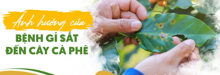 Hai tay cầm l&aacute; c&agrave; ph&ecirc; bị bệnh gỉ sắt, với nhiều đốm m&agrave;u n&acirc;u rải r&aacute;c tr&ecirc;n bề mặt l&aacute; xanh.