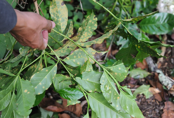 Tay cầm c&agrave;nh c&acirc;y c&oacute; l&aacute; xanh v&agrave; v&agrave;ng, một số l&aacute; c&oacute; đốm, trong m&ocirc;i trường tự nhi&ecirc;n.