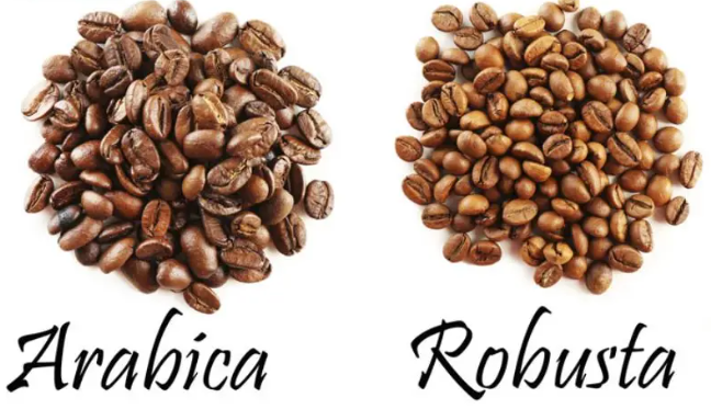 Khám phá công thức cà phê tuyệt đỉnh: Bí quyết bùng nổ doanh thu không thể cưỡng lại! 7 Hình ảnh so sánh hai loại hạt cà phê: Arabica và Robusta, với chữ viết tên từng loại bên dưới.