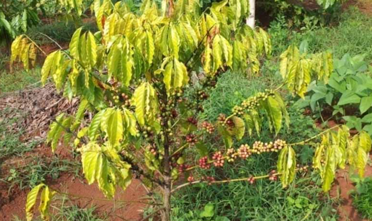 Cuộc chiến cam go bảo vệ vườn cà phê trước đại dịch vàng lá thối rễ! 3 Cây cà phê non với lá xanh và quả chín mọc trong vườn xanh tươi.