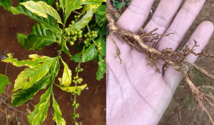 Cuộc chiến cam go bảo vệ vườn cà phê trước đại dịch vàng lá thối rễ! 4 Cây cà phê có lá vàng úa và rễ cây bị hỏng được đặt trên lòng bàn tay người.