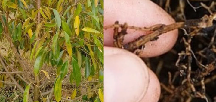 Cuộc chiến cam go bảo vệ vườn cà phê trước đại dịch vàng lá thối rễ! 6 Cây có lá vàng úa bên trái và hai ngón tay cầm rễ cây bên phải, cho thấy dấu hiệu bệnh trên cây trồng.