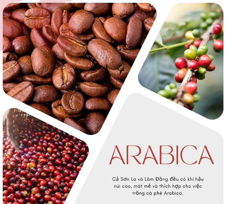 Hạt cà phê Arabica, quả cà phê xanh và đỏ, và dòng chữ mô tả khí hậu trồng cà phê.