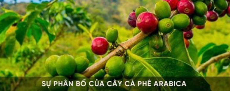 Cành cây cà phê Arabica với quả chín đỏ và xanh, nền là cảnh thiên nhiên xanh tươi.